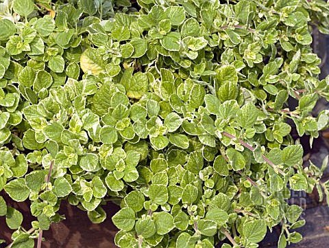 PLECTRANTHUS_COLEOIDES_FROSTED_JADE