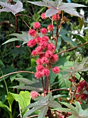 RICINUS COMMUNIS CARMENCITAS