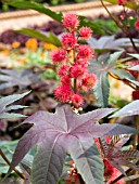 RICINUS COMMUNIS CARMENCITAS