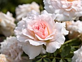 ROSA MORDEN BLUSH