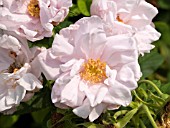 ROSA SNOW PAVEMENT