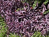 SETCREASEA PALLIDA (TRADESCANTIA PURPUREA)