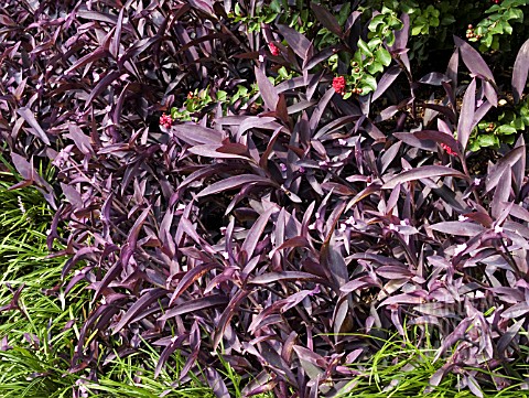 SETCREASEA_PALLIDA_TRADESCANTIA_PURPUREA