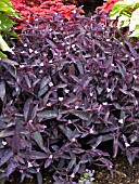 SETCREASEA PALLIDA (TRADESCANTIA PURPUREA)