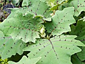 SOLANUM QUITOENSE