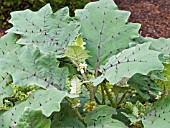 SOLANUM QUITOENSE (NARANJILLA)