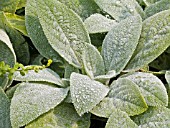 STACHYS BYZANTINA (LAMBS EARS)