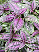 STROBILANTHES DYERIANUS