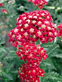 ACHILLEA RED VELVET