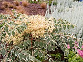 ARALIA ELATA VARIEGATA