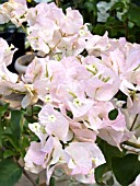 BOUGAINVILLEA WHITE MADONNA