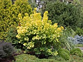 COTINUS COGGYGRIA GOLDEN SPIRIT, (SMOKE BUSH GOLDEN SPIRIT)