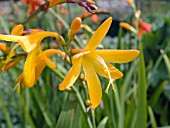 CROCOSMIA NORWICH CANARY