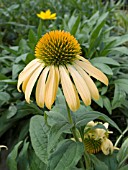 ECHINACEA BIG SKY HARVEST MOON