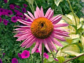 ECHINACEA PURPUREA GREEN EYES