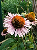 ECHINACEA PURPUREA HOPE