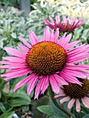 ECHINACEA PURPUREA VINTAGE WINE