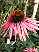 ECHINACEA TWILIGHT