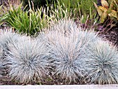 FESTUCA ELIJAH BLUE