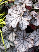 HEUCHERA DOLCE CREME DE MENTHE