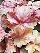 HEUCHERA DOLCE PEACH MELBA