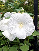 HIBISCUS MOSCHEUTOS BLUE RIVER II