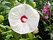 HIBISCUS MOSCHEUTOS LUNA BLUSH