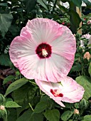 HIBISCUS MOSCHEUTOS LUNA PINK SWIRL