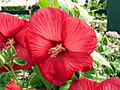 HIBISCUS MOSCHEUTOS LUNA RED