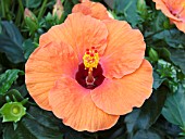 HIBISCUS ROSA SINENSIS ERIN RACHEL