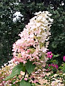 HYDRANGEA PANICULATA ANGELS BLUSH