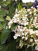 HYDRANGEA PANICULATA GRANDIFLORA