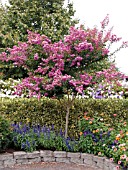 LAGERSTROEMIA INDICA