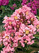 LAGERSTROEMIA SIOUX