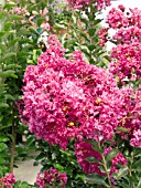 LAGERSTROEMIA VELMAS DELIGHT