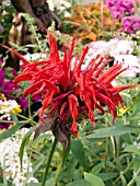 MONARDA DIDYMA JACOB KLINE