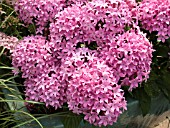 PENTAS LANCEOLATA PINK