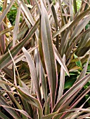 PHORMIUM COOKIANUM PINK STRIPE