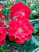 ROSA RED RIBBONS