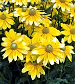 RUDBECKIA IRISH EYES