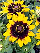 RUDBECKIA SONORA