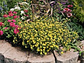 SANVITALIA PROCUMBENS (CREEPING ZINNIA) IN ASSOCIATION