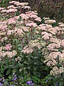 SEDUM MATRONA