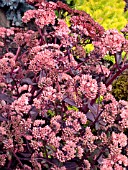 SEDUM PURPLE EMPEROR