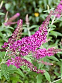 BUDDLEIA DAVIDII PEACOCK