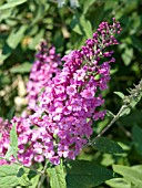 BUDDLEIA DAVIDII PINK BEAUTY