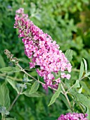 BUDDLEIA DAVIDII PINK DELIGHT