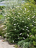 BUDDLEIA DAVIDII WHITE PROFUSION