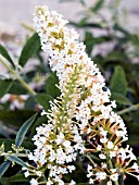 BUDDLEIA DAVIDII WHITE PROFUSION