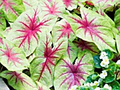 CALADIUM SCARLET PIMPERNELL